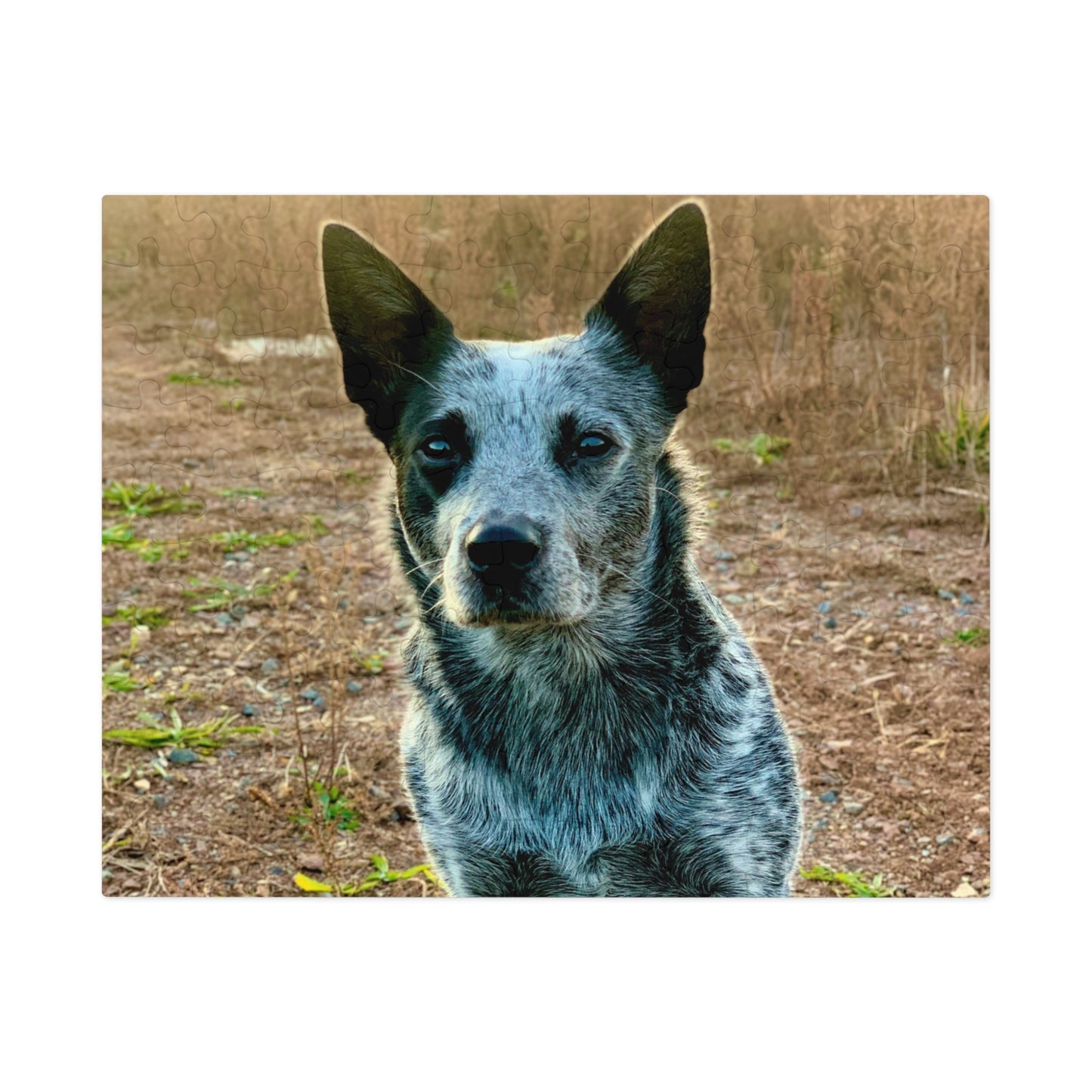 Boba The Blue Heeler Puzzle